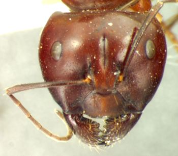 Media type: image;   Entomology 21498 Aspect: head frontal view